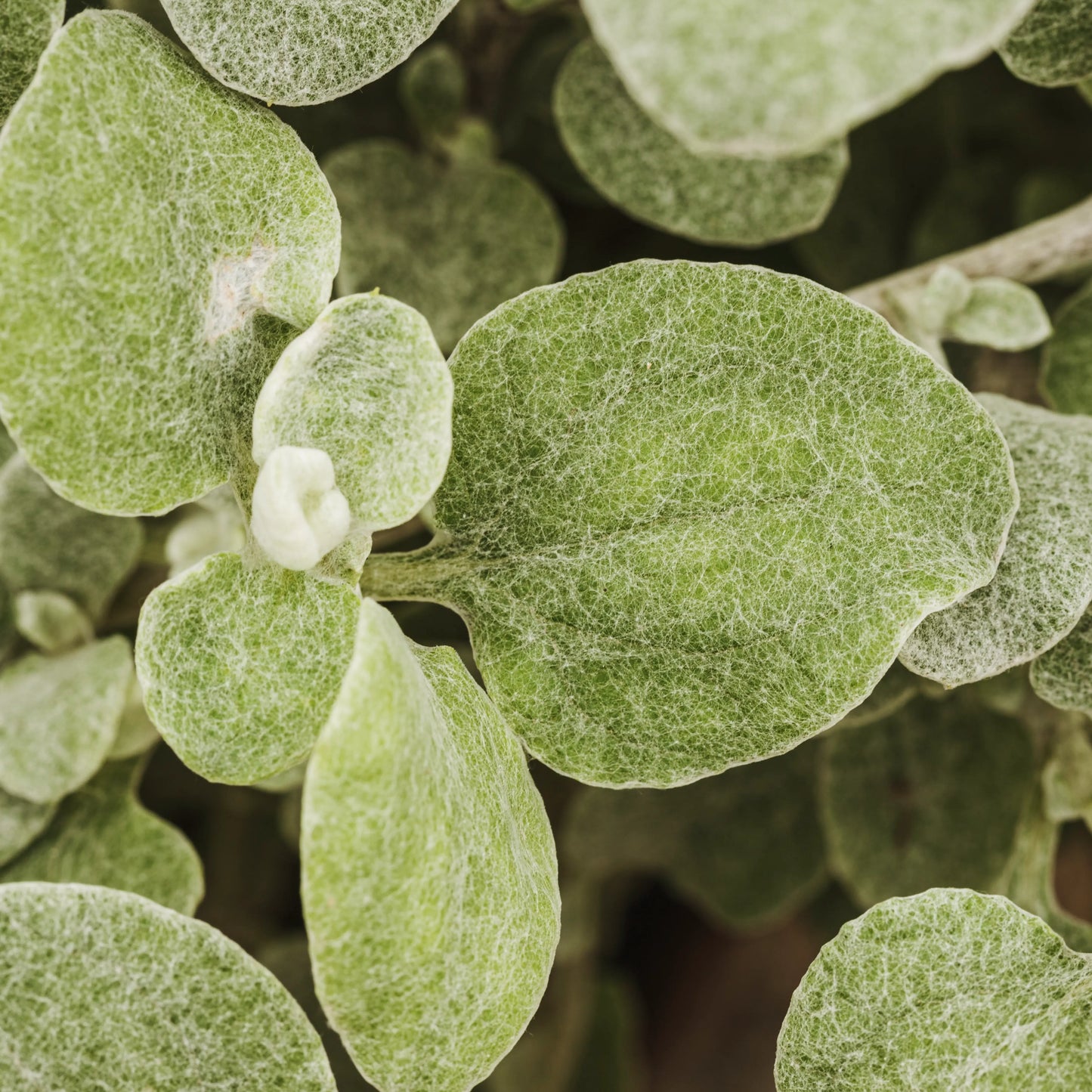Oregano_Oil_2