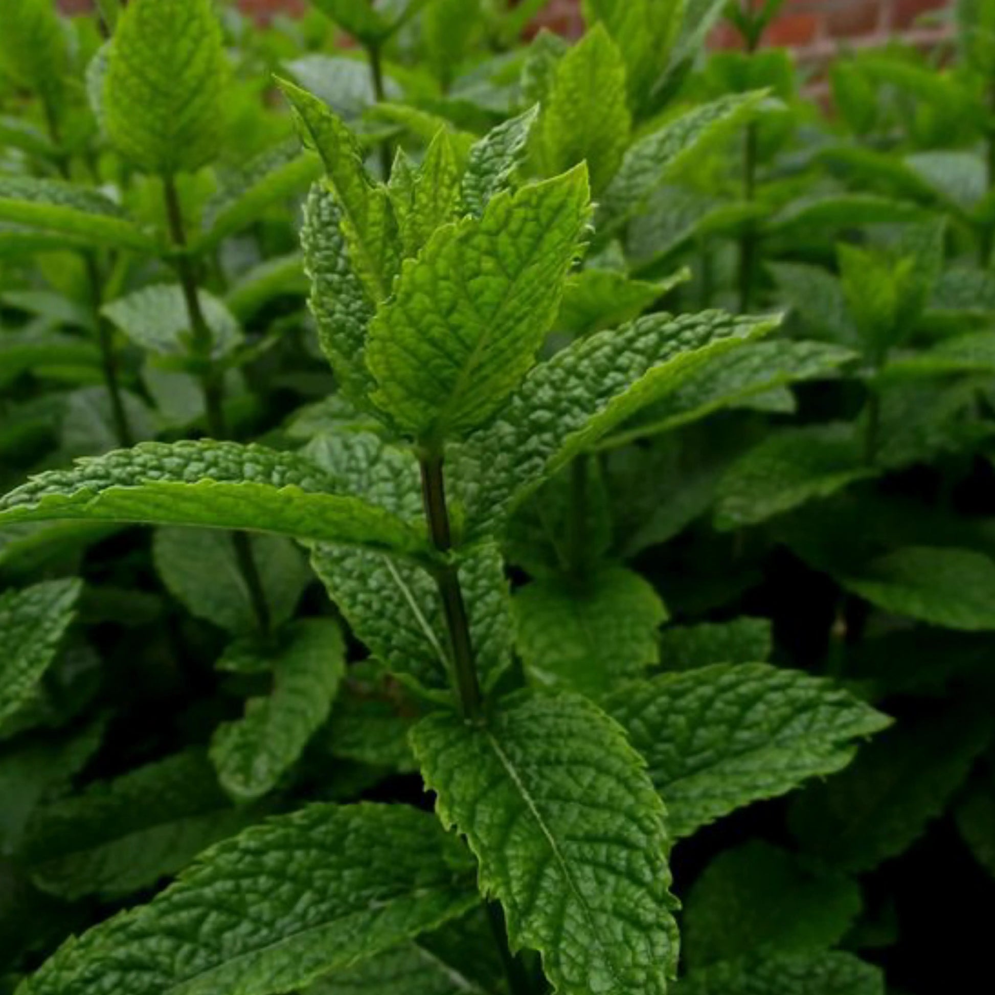 Peppermint_1