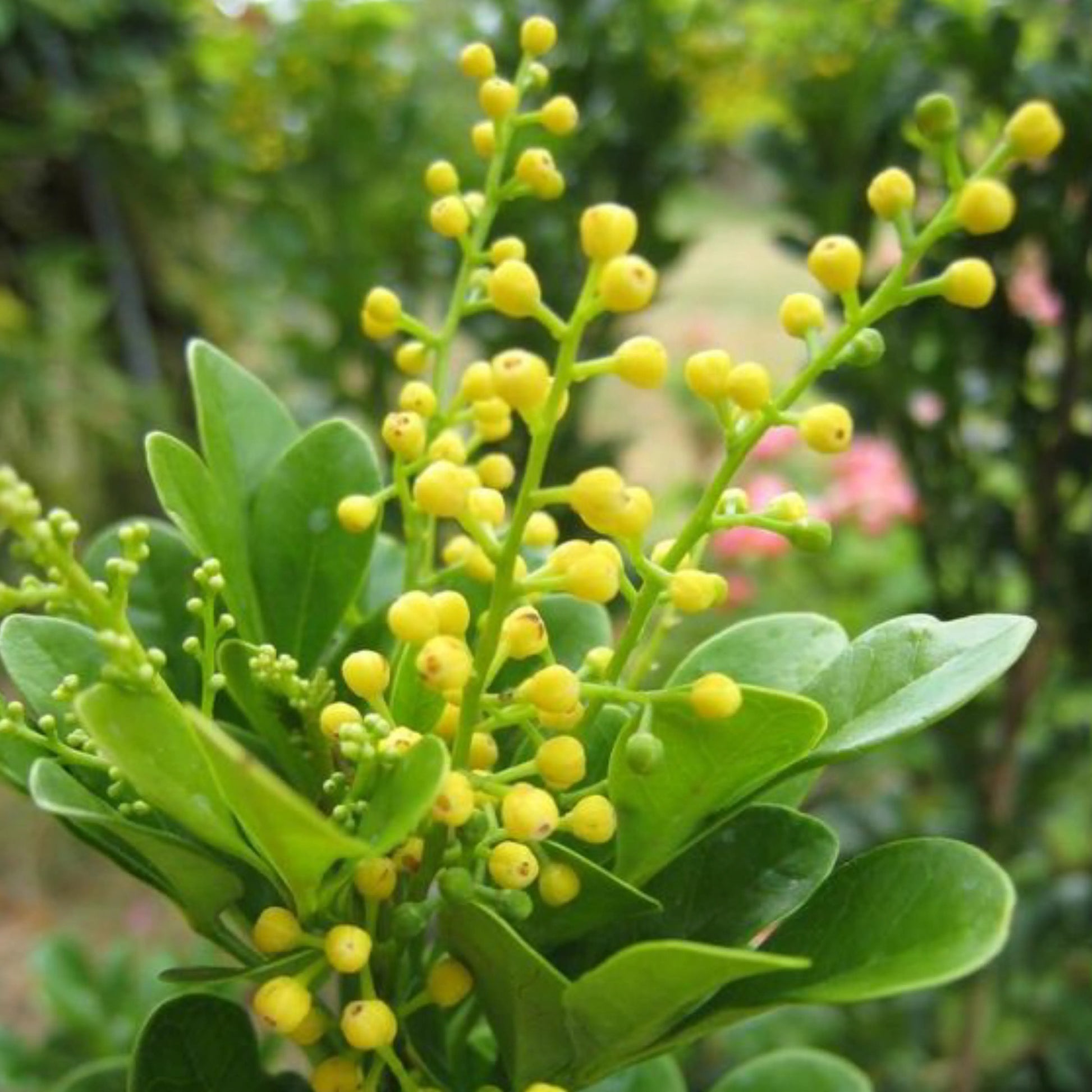 Cloves_1
