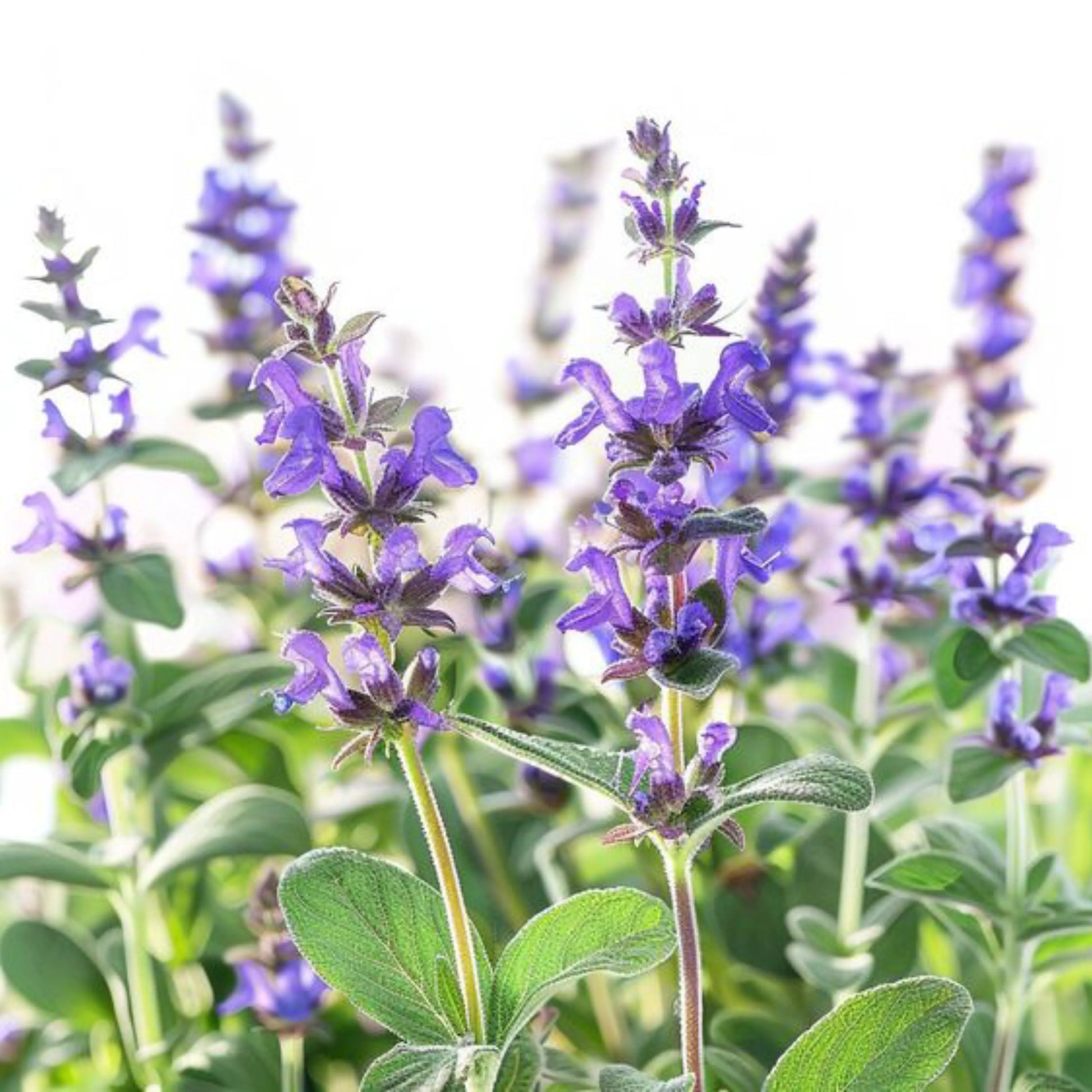 Sage_leaves_1
