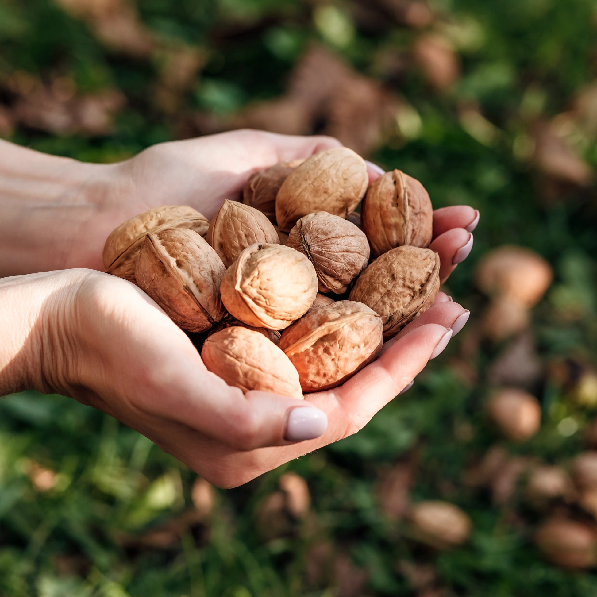 Nutmeg_ground_2